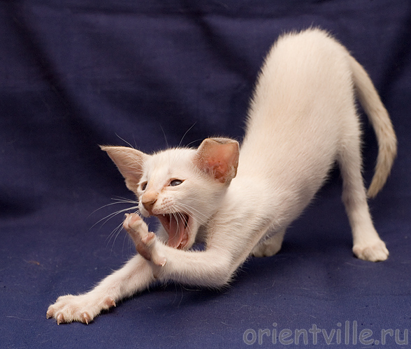 Orientville's Akela