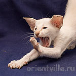 Orientville's Akela