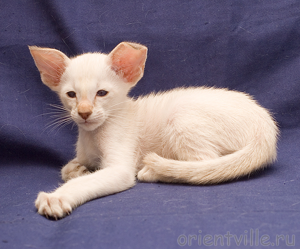 Orientville's Akela