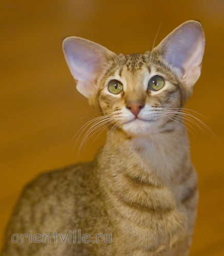 Fiona. 8,5 month