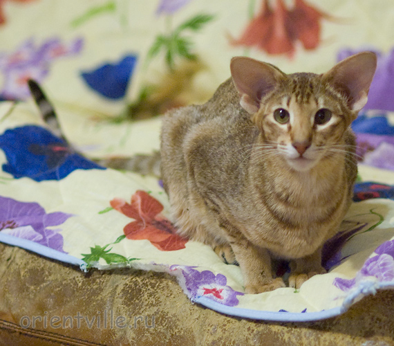 Fiona. 8,5 month