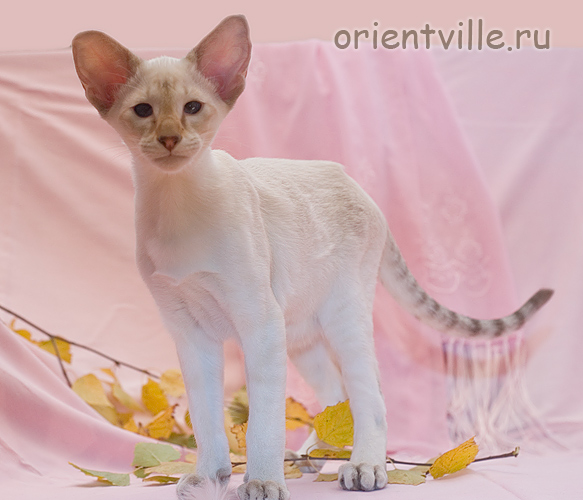 Orientville's Akela