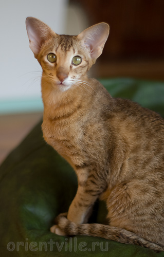 Fiona. 1 year