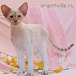 Orientville's Akela
