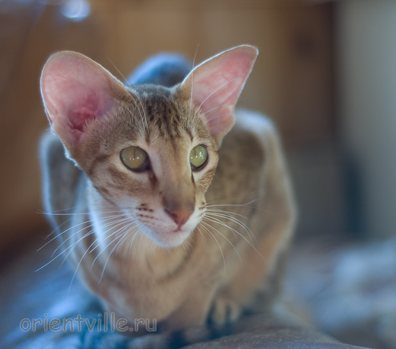Fiona. 1 year