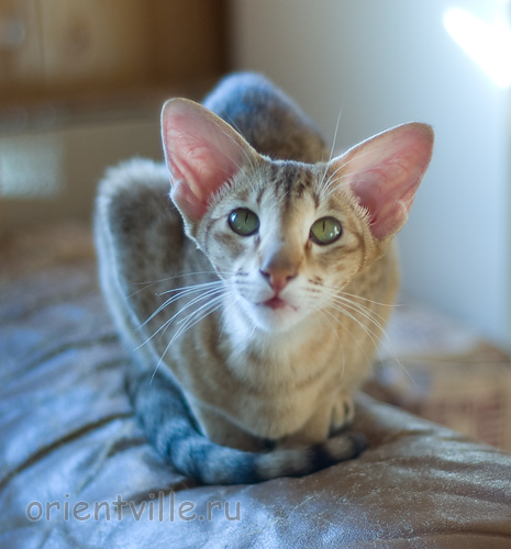 Fiona. 1 year