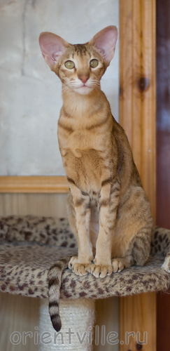 Fiona. 1 year
