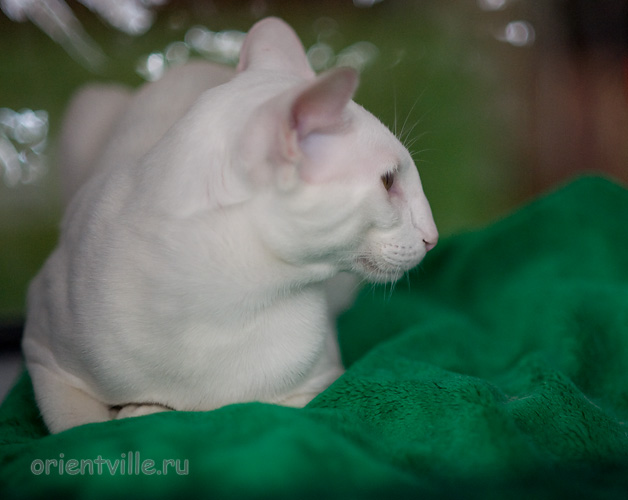 Orientville's Gandalf. 1 year