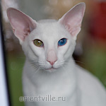 Orientville's Gandalf. 1 year