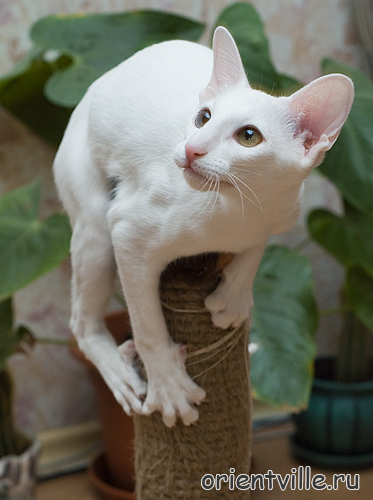 Assol Da Kisa. 4,5 month