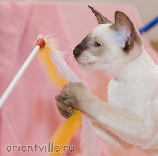 Orientville's Asterix