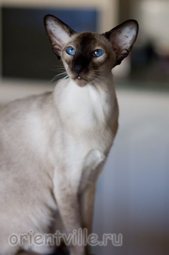 Texas Lady, 3 years old
