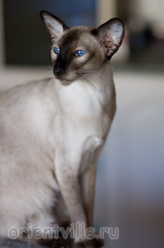 Texas Lady, 3 years old