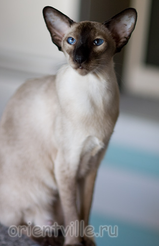 Texas Lady, 3 years old