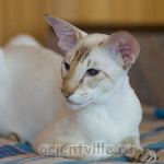 Orientville's Akela, 4 years