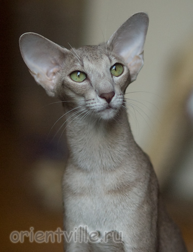 Mikado's Escada, 2 years