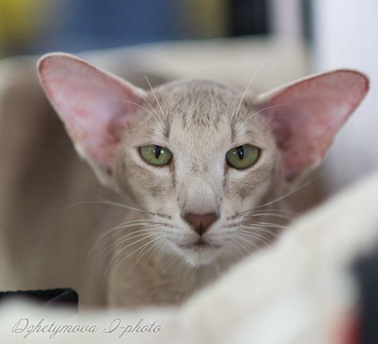Mikado's Escada, 2 years