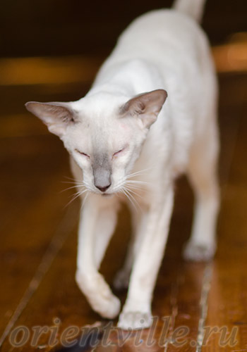 Nemo, 7 years old