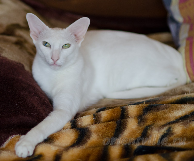 Assol 6.5 years