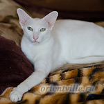 Assol 6.5 years