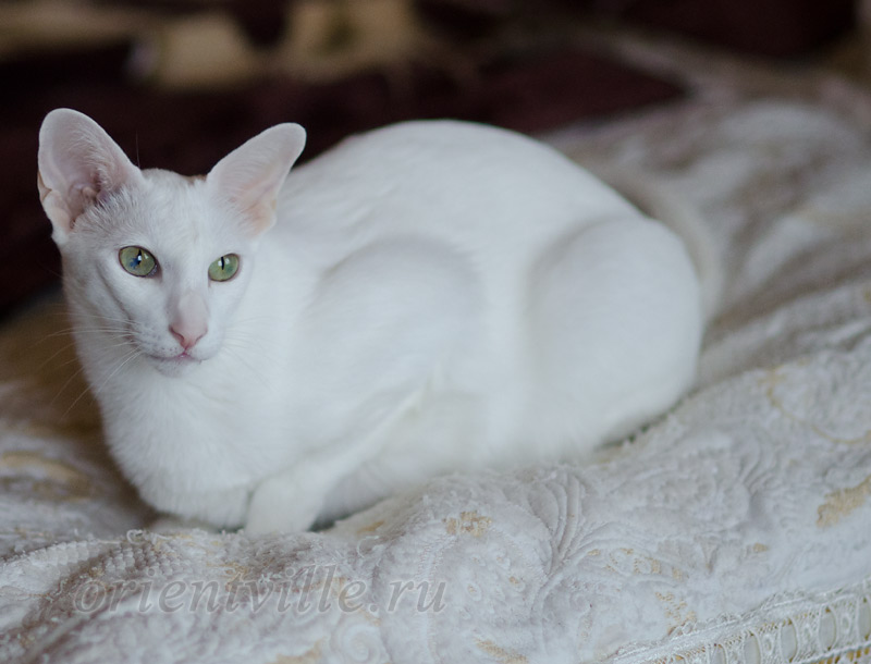 Assol 6.5 years