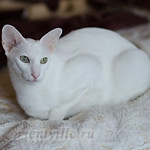 Assol 6.5 years