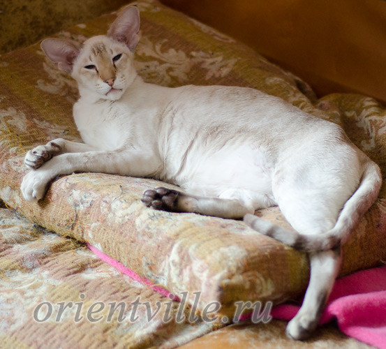 Orientville's Akela, 5 years