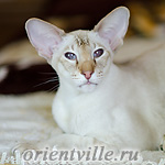 Orientville's Akela, 6 years