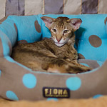 Fiona. 5 year