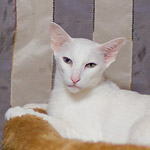 Assol 7.5 years
