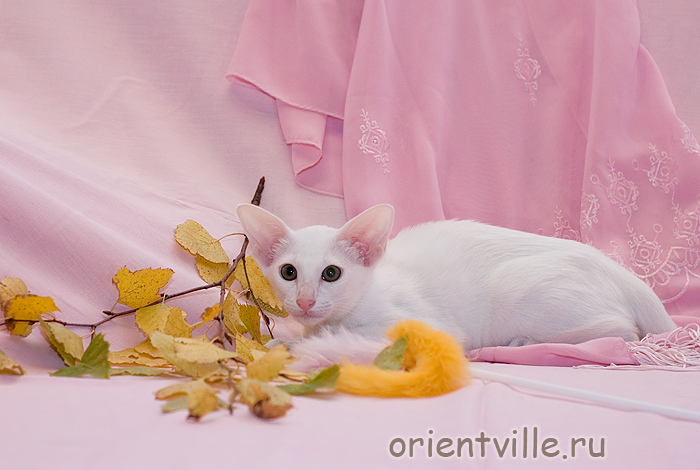 Orientville's Belinda Maze