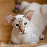 Orientville's Akela, 9 years