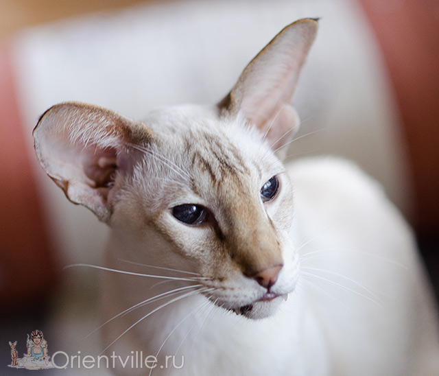 Orientville's Akela, 9 years