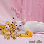 Orientville's Belinda Maze