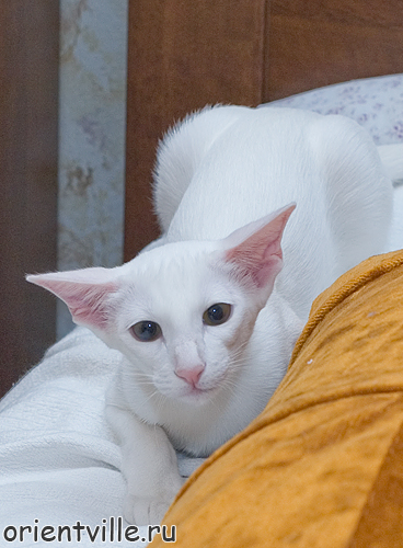 Assol Da Kisa. 4,5 month