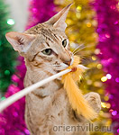 Смешная кошка