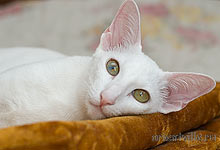 Assol Da Kisa. 1 year (pregnant)