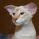 Orientville's Akela вислоухий сиам