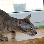 Orientville's Becky Thatcher. 9 мес