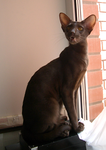 Аврора