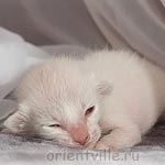 Сиамский котенок