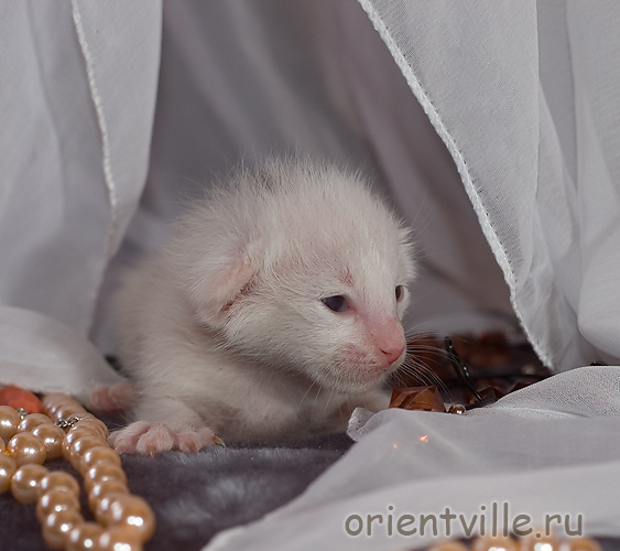 Orientville's Dolly Levi