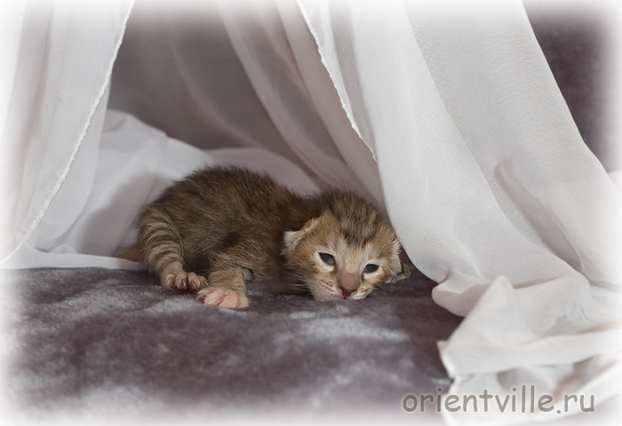Ориентальный котенок. Черепаховая