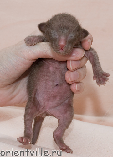 Day 4. Female (ORI b)