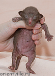 Day 4. Female (ORI b)
