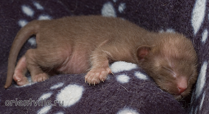 Day 4. Female (ORI b)