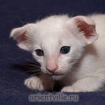 Orientville's Dolly Levi