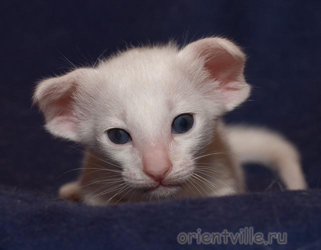 Orientville's Dolly Levi