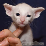 Orientville's Dunstun Torn