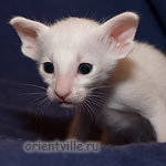 Orientville's Dunstun Torn